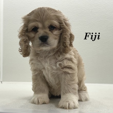 puppy, for, sale, Cocker Spaniel, Joe & Cherri  Overlease, dog, breeder, Miller, MO, dog-breeder, puppy-for-sale, forsale, nearby, find, puppyfind, locator, puppylocator, aca